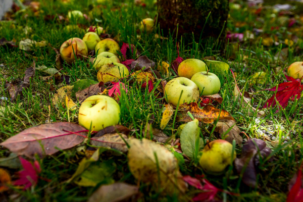 Как использовать падалицу &ndash; пять способов переработать опавшие яблоки и груши