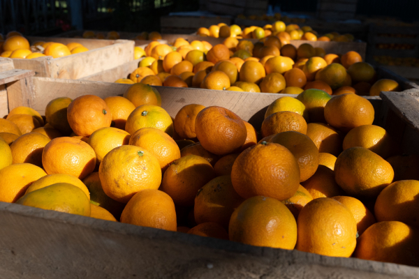 Почему лимоны дорожают, а мандарины дешевеют? Какими будут цены на цитрусовые перед Новым годом