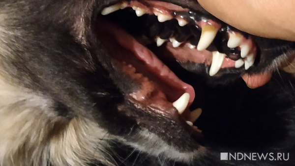 Собака насмерть загрызла младенца в Подмосковье