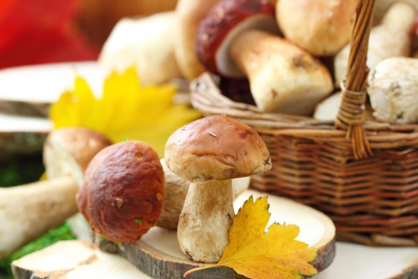 Три способа вырастить белые грибы на дачном участке &mdash; соседи лопнут от зависти