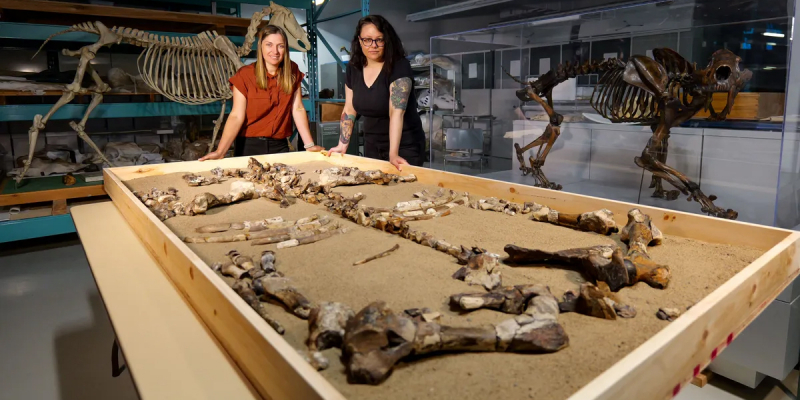 В канадской Арктике нашли останки &laquo;морозного&raquo; носорога возрастом 23 миллиона лет &mdash; у него не было&nbsp;рога