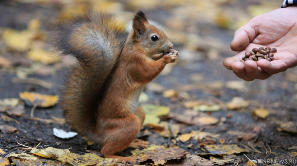 15 – 17 ноября ожидаются следующие события – Челябинск 15 – 17 ноября ожидаются следующие события – Челябинск