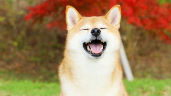 Команда Shiba Inu повысит конфиденциальность сети Shibarium Команда Shiba Inu повысит конфиденциальность сети Shibarium