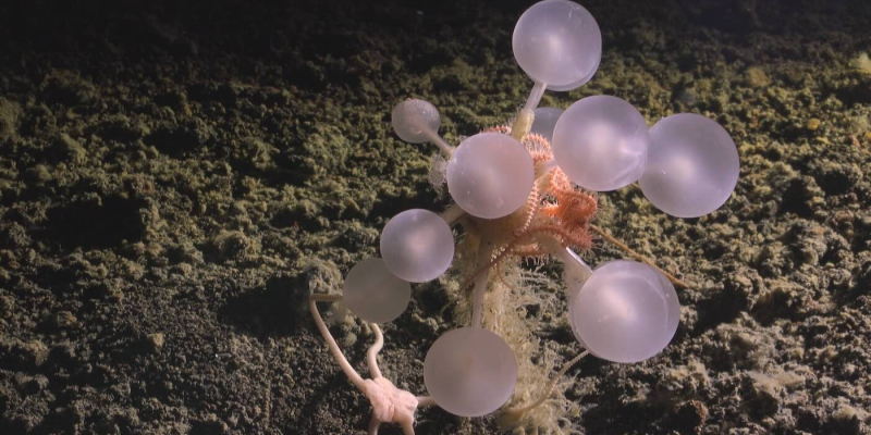 «Шар смерти» и «зомби-черви»: в водах Антарктиды обнаружили 30 новых существ