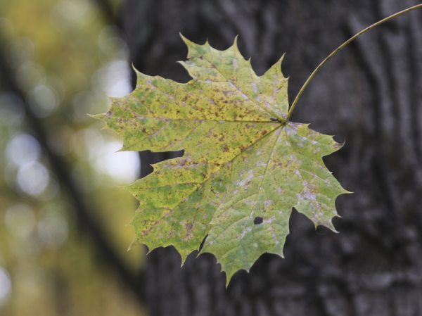 Синоптик спрогнозировал тёплый декабрь в Москве